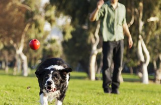 cane cucciolo gioco educazione famiglia