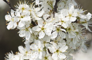biancospino-fiori