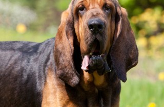 Cane Sant’Uberto Bloodhound levrierio segugio Cane Sant’Uberto Bloodhound levrierio segugio