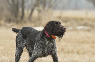 Cane ferma tedesco pelo duro cani caccia