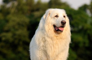 Cane da Montagna dei Pirenei, cane descrizione Cane da Montagna dei Pirenei, cane descrizione