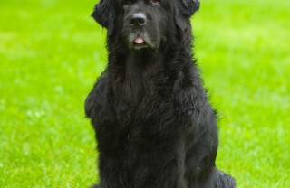 Cane di Terranova, cane, descrizione Cane di Terranova, cane, descrizione