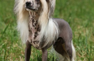Chinese Crested Dog, cane, razza, descrizione