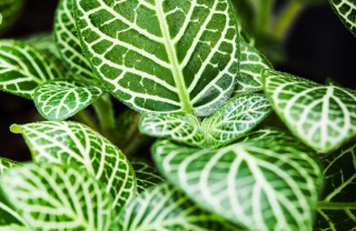come coltivare calathea, come coltivare la calathea