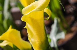 calla-fiore-pianta