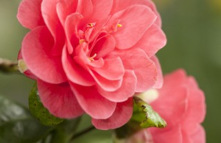 Camelia-fiore Camelia-fiore