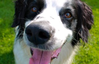 cane tartufo naso diagnosi malattia esami veterinario salute
