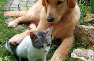 cane gatto obesità dieta suggerimenti pasti giornalieri alimentazione