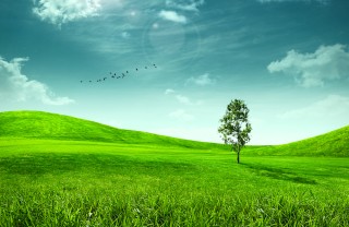 verde, natura, campo, prato, parco, giardino, pascolo