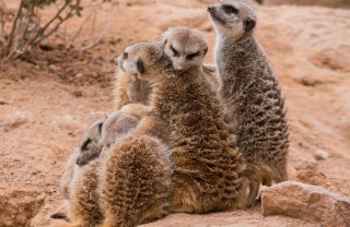 animale, animale domestico, animale selvaggio, belva, fiera, bestia sogno