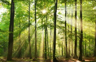 bosco, foresta, alberi, piante sogno