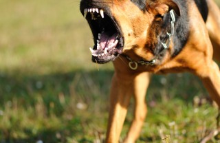 cane, cucciolo, barboncino, segugio, cane da caccia, cane da guardia, museruola, guinzaglio sogno