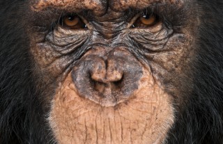 scimmia, primate, scimmione, scimpanzé sogno