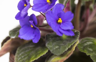 Columnea-fiori-pianta