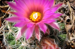 Coryphantha-pianta-appartamento