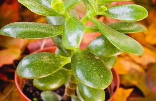 Crassula-piante