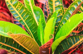 Croton-fiori-piante Croton-fiori-piante