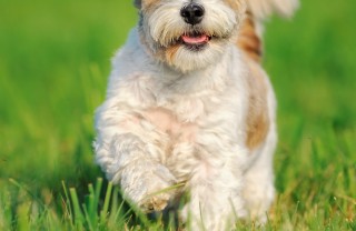 come educare un cane come educare un cane