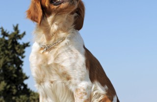 Èpagneul Breton cani caccia