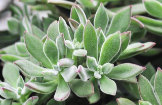Echeveria-piante
