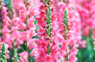 erica-pianta-giardino erica-pianta-giardino