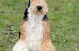 fox terrier a pelo liscio cane descrizione