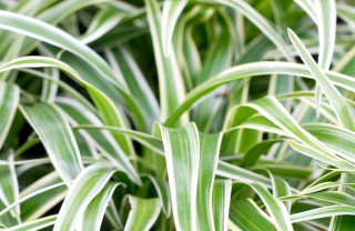 falangio-verde-pianta falangio-verde-pianta