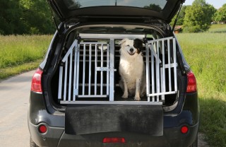 cane auto viaggio sicurezza rete divisoria legislazione 