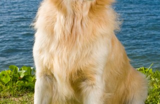 golden retriever cane razza descrizione