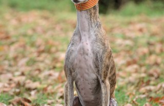 Greyhound levriero segugio