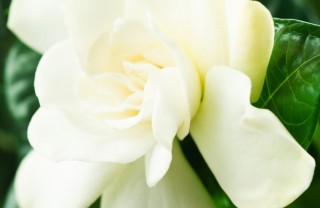 arbusti-gardenia-piante