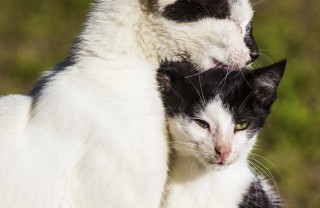 gatto toelettatura grooming benessere cura pulizia