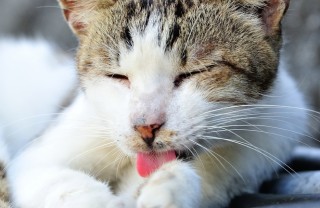 gatto pulizia leccare pelo seduta di benessere ginnastica massaggio alimentazione