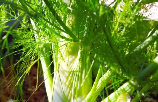 finocchio-pianta-coltivazione