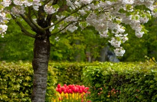 amore-giardino-fiori