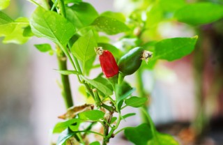 peperoncino-pianta-consigli