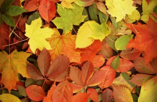 giardino-autunno-piante