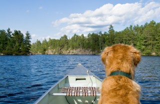 cane barca mare ordine igiene sicurezza vacanza corso vela