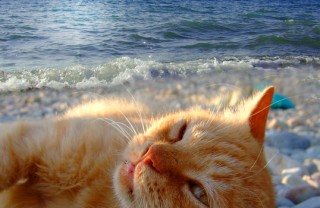 cane gatto animali vacanza preparativi regole esigenze