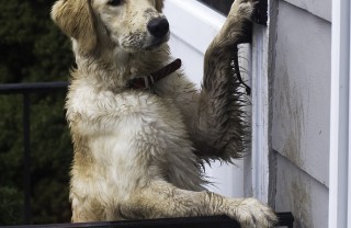 Insegna il bon ton al tuo cane Insegna il bon ton al tuo cane