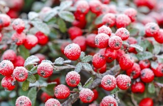 bacche-inverno
