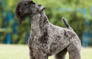 Kerry Blue Terrier cane descrizione
