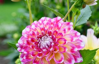 fiori-dalia-pianta fiori-dalia-pianta