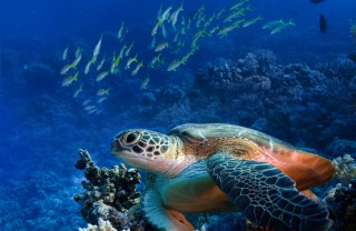 eco-turista rispetto ambiente ecologia no rifiuti no spreco no inquinamento mare