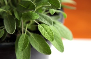 salvia-pianta-fiori