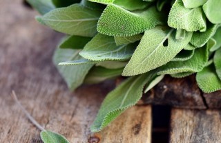 salvia donna virtù salute benessere