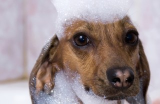 cane animale toelettatura cura igiene lavaggio bagno
