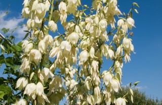 yucca-pianta yucca-pianta