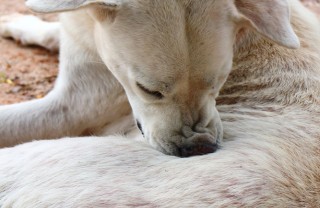 cane allergia cibo pulci suggerimenti prurito
