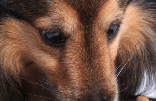 animale cane gatto allergia cibo intolleranza alimentazione dieta sottrattiva